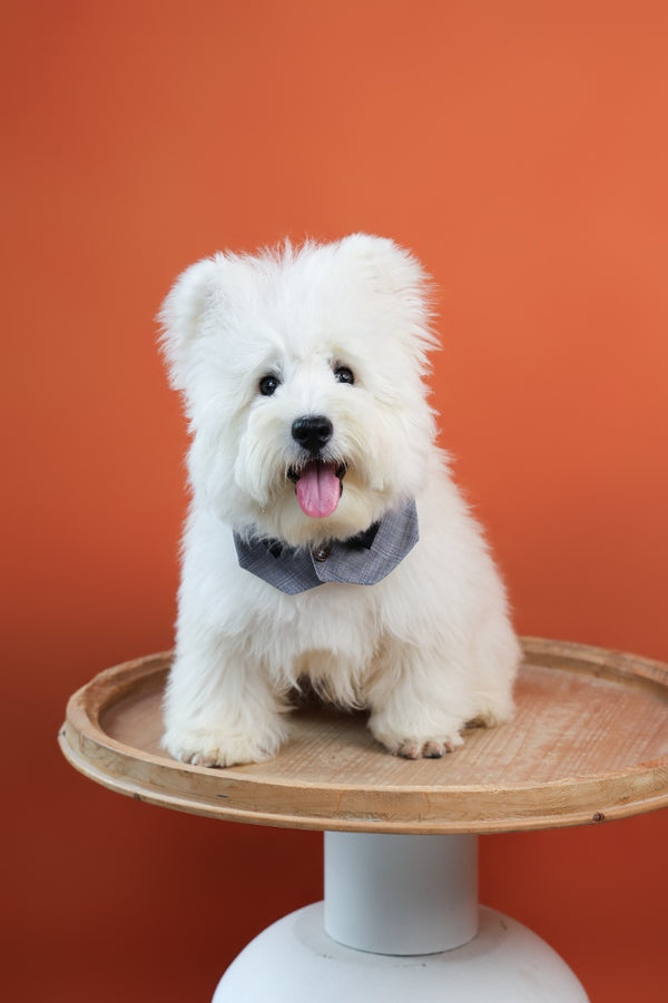 Strawberry Tulle Kiss